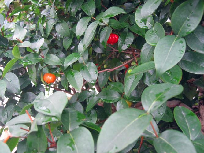 常用园林植物之【巴西红果】