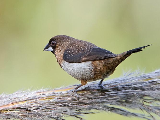 这是白腰文鸟,常见笼养鸟,吃小米的