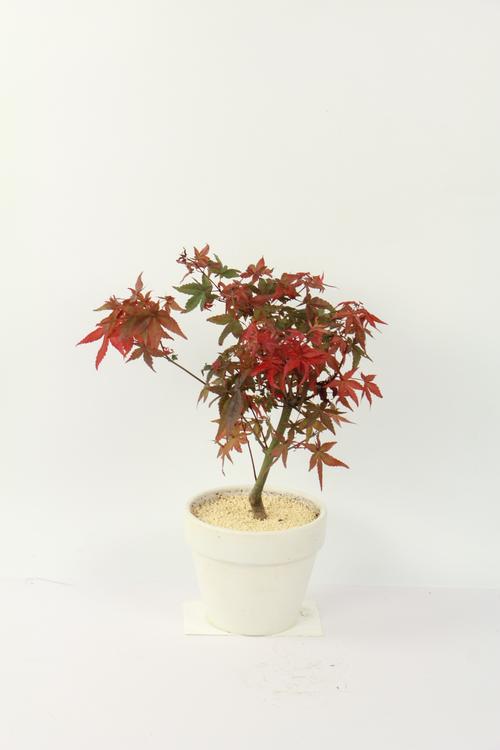 红舞姬的养殖方法和注意事项