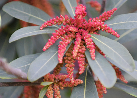 民间传说,杨梅花只在正月的晚上绽放,花时很短,所以人们平时很难看到