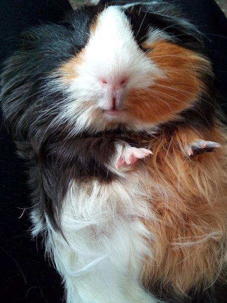 豚鼠可爱的图片