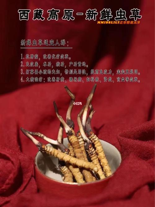 那曲冬虫夏草_冬虫夏草_虫草_仲互攻略_医疗健康_医疗