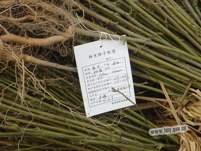 供应油松油松小苗营养杯油松30100公分油松5元山西运城