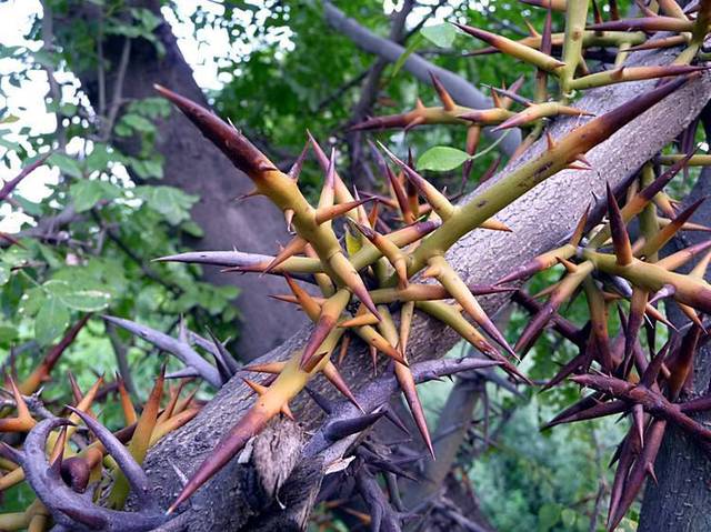 闭经,乳结,疮癣不可怕,这味带刺,外表不好看的中药有良效
