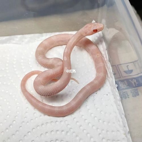 暴风雪 白化圈_玉米_玉米蛇_兴趣爱好