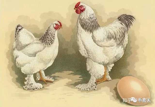 如果鸡生长到比人还大,那它会吃人吗?