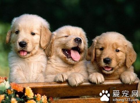 拉布拉多犬和金毛的区别 金毛犬的毛要长
