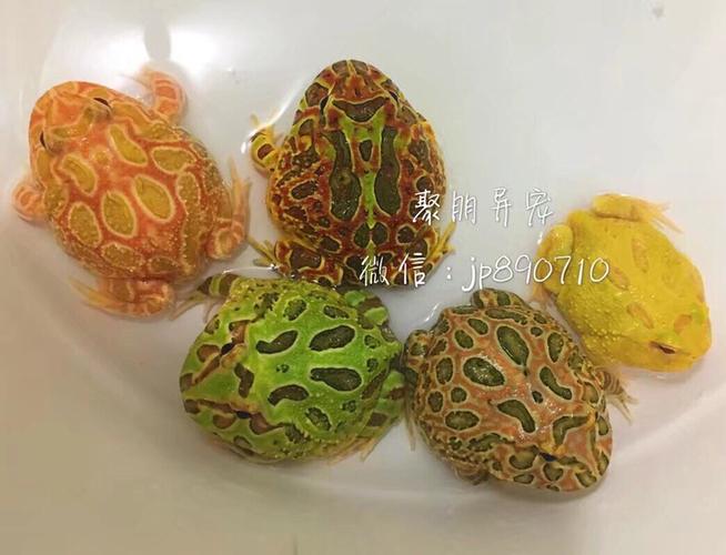 草莓角蛙,南瓜角蛙,黄金角蛙,原色角蛙,钟角蛙,蝴蝶角蛙