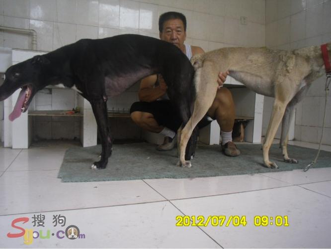 2015年澳洲排名第三的种公《魔法雪碧》同窝的种公《迷人的背风》回到