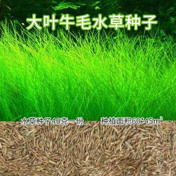 水草种子活体鱼缸植物鱼缸懒人淡水造景套餐草坪装饰海草藻前景籽