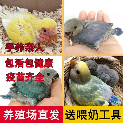 雏鸟合法活体花桃黄桃面牡丹鹦鹉幼鸟手养玄凤鸟
