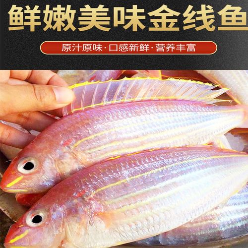 冰鲜新鲜金线鱼300至500克钓鲤金丝海鱼红衫鱼红三鱼海鱼量大询价