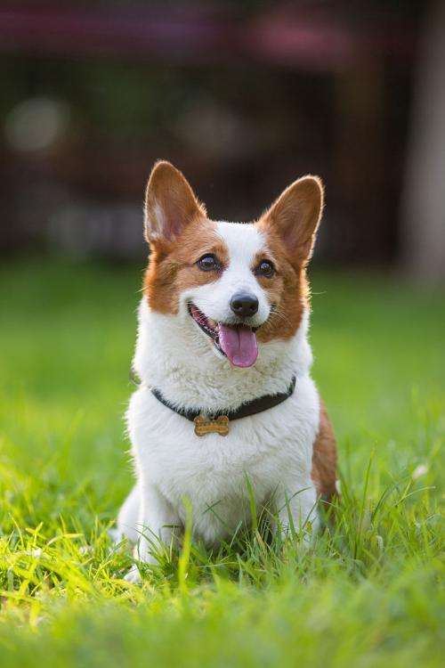 威尔士柯基犬图片