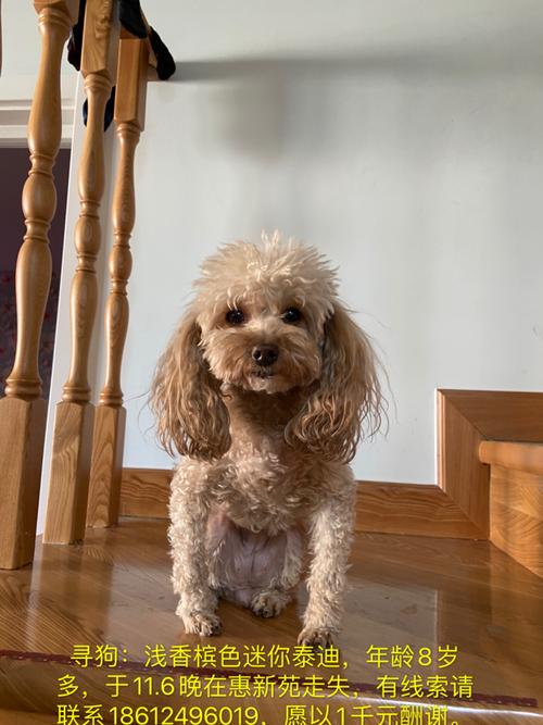 泰迪/贵宾详细说明:      香槟色泰迪迷你型,约8岁母狗,于11.