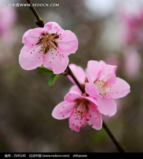 粉红色桃花