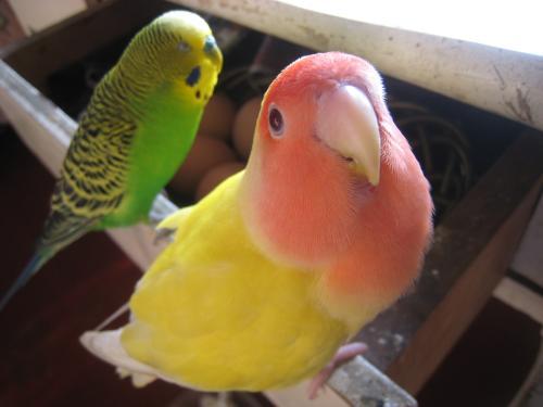 牡丹鹦鹉生了第一窝蛋隔多久才会又下蛋