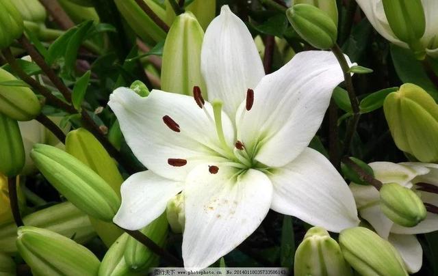 分享图片清纯唯美百合花