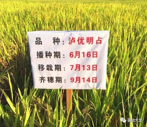 水稻田里的"大考",原来是21种水稻新品种在pk