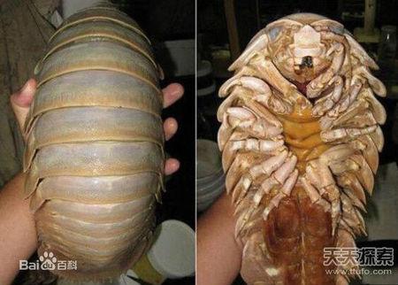 大王具足虫,或称为巨型深海大虱,巨型等足虫,是世界体积最大的节肢