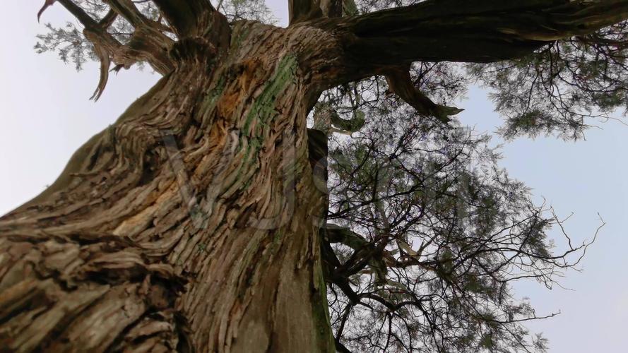 千年古树_古松树_3840x2160_高清视频素材下载(编号:6209528)_实拍