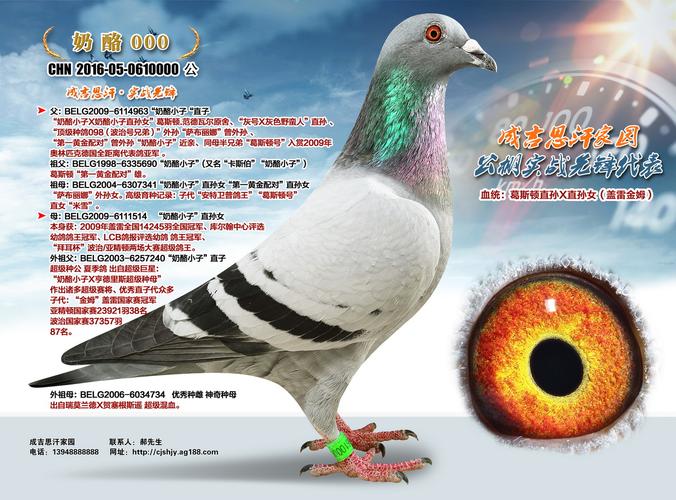 奶酪000-成吉思汗家园-中信网爱鸽商城