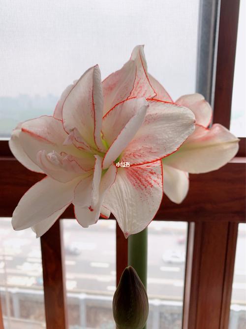 朱顶红-条纹黛丝_条纹_日记_绿植_绿植成长日记_家居家装_家居装饰