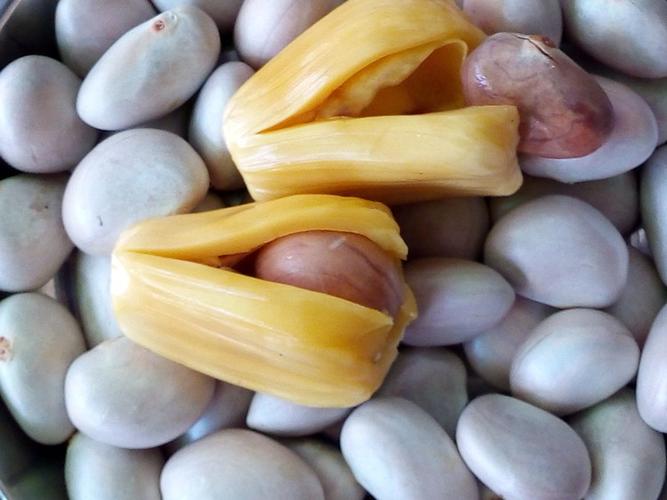 新鲜菠萝蜜核种子大树菠萝蜜果核仁籽新鲜水果核菠萝蜜籽500g 2斤