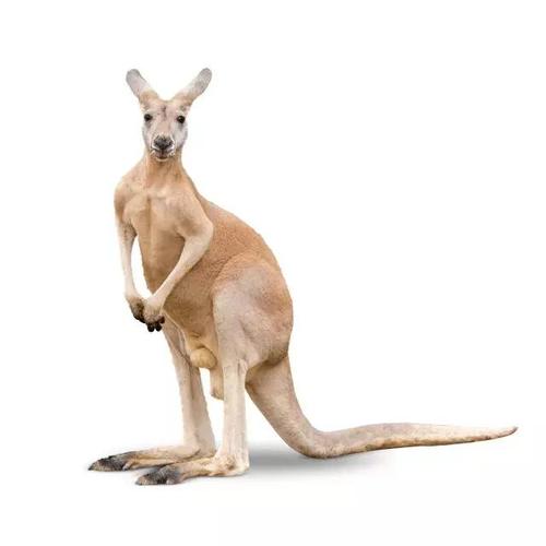 一条又粗又长,长满肌肉的尾巴,既能帮助袋鼠跳跃得更快,更远!