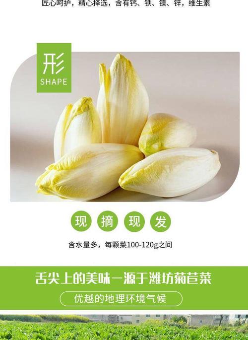 2斤包邮 新鲜软化金玉兰菜芽球菊苣健康蔬菜沙拉蔬菜轻食材料批发