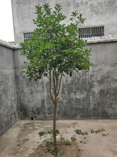 桂花树怎么修剪好看