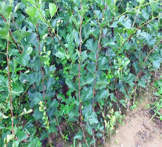 红甜子山楂树苗 山楂树苗基地 甜山楂树苗 甜山楂树苗品种