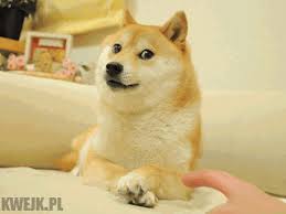 求一张脸圆圆的,表情很得意的柴犬的图片