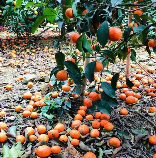 柑橘果商订果增多却遇大量落果及冰雹影响,2月下旬柑橘行情分析