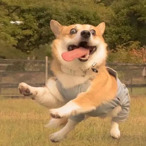 好看的微信头像