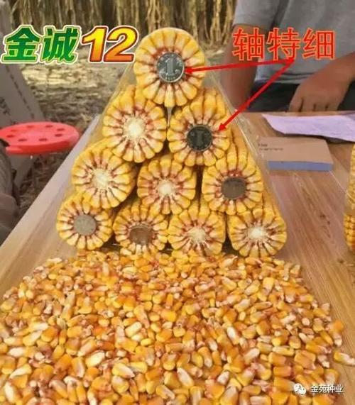 其它 【农业种子】中国种业玉米抗倒新领袖 写美篇金诚12突出特点一