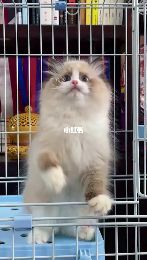 波斯系海双布偶_东郊记忆自由行热门攻略_布偶猫_生日