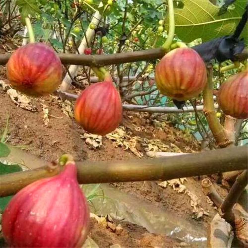 合肥新品种玛斯义陶芬无花果树苗.