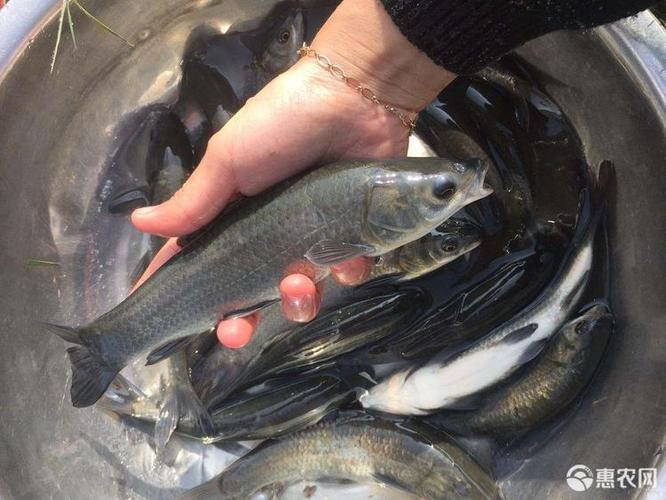 各种鱼苗,量大从优,欢迎订购