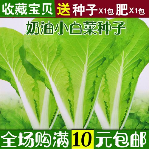 四季早熟奶油小白菜种子 阳台庭院种菜籽种易种蔬菜籽
