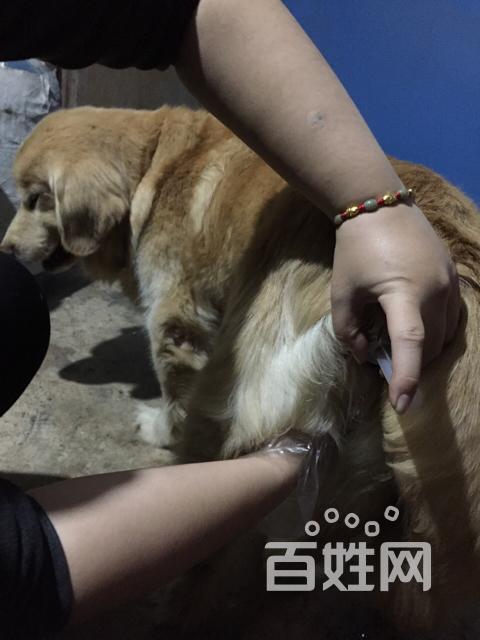 人工授精,扶枪.