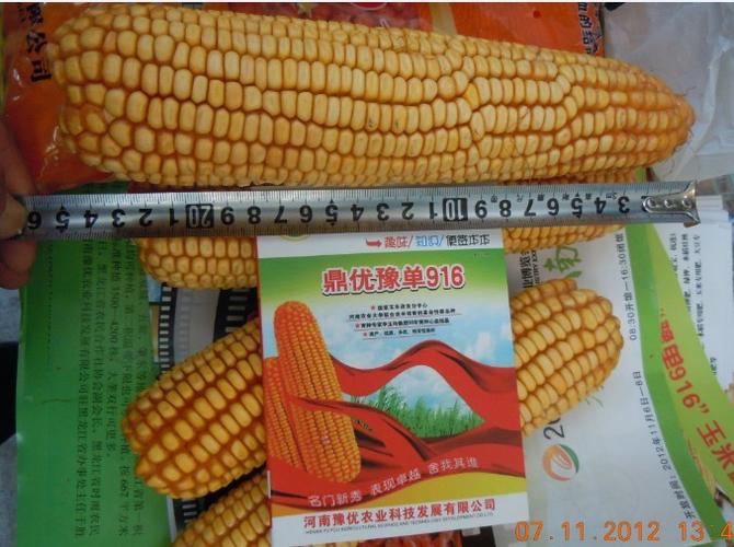 供应豫单916—玉米种子 – 产品展示 - 河南豫优种业科技发展有限公司