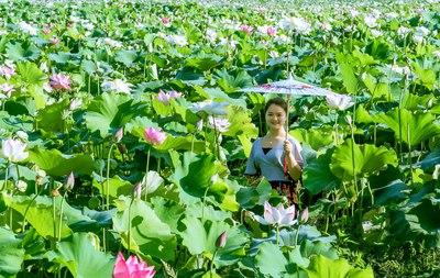 【晒出美丽】美少女的荷花梦