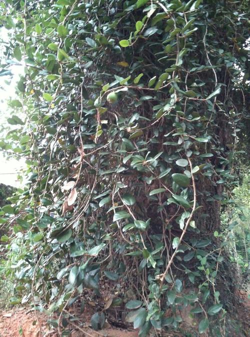 能制作出凉粉吗?怎么制作?(╯3