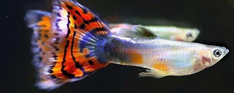 孔雀鱼交配过程