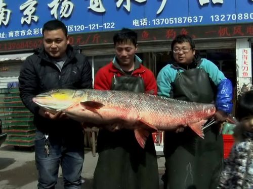 南京一水产市场惊现百斤重鳡鱼老板称这种规格实属罕见2