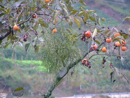 这柿子树上寄生的是什么东西?有图
