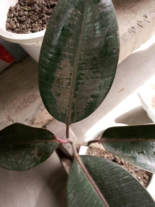 这的橡皮树叶子长斑了怎么回事?