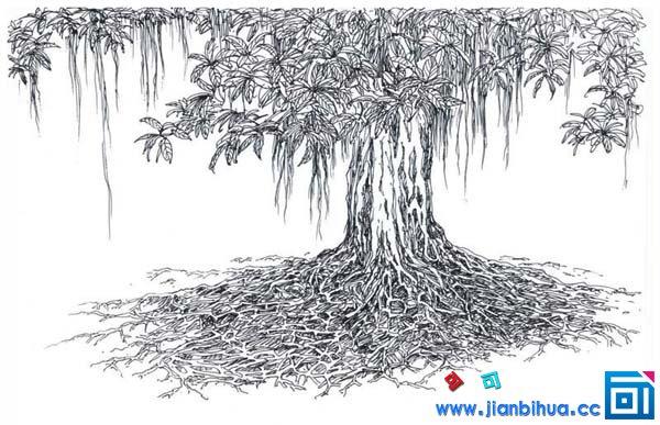 高大的榕树简笔画
