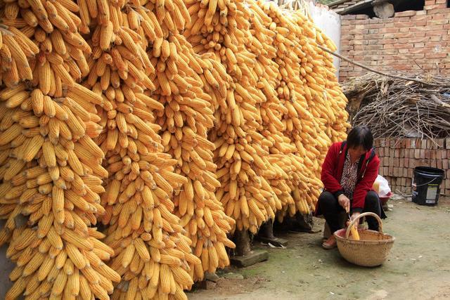 农家院落晾晒的一串串玉米棒子,形成一道金黄亮丽的