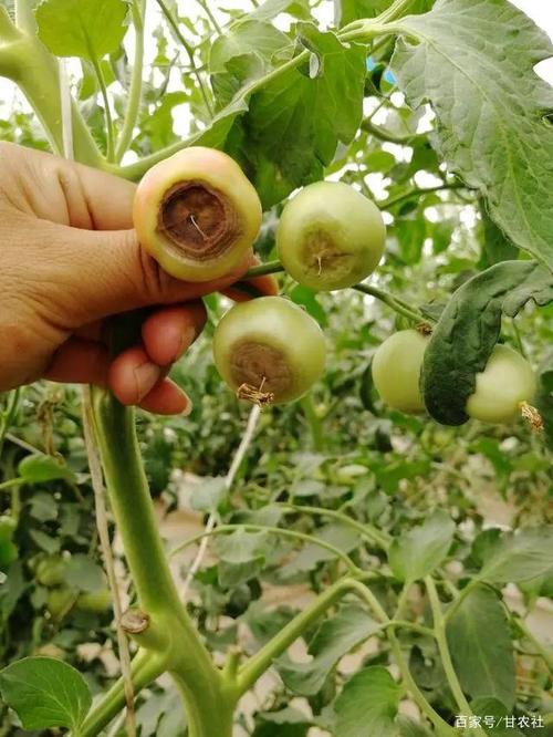 预警:番茄脐腐病,广大种植户要注意了!